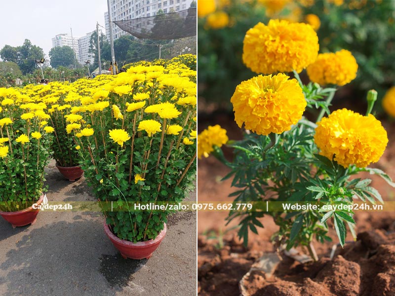 Chậu Cây Cúc Vàng trưng Tết và Cúc Vạn Thọ trồng ở mộ