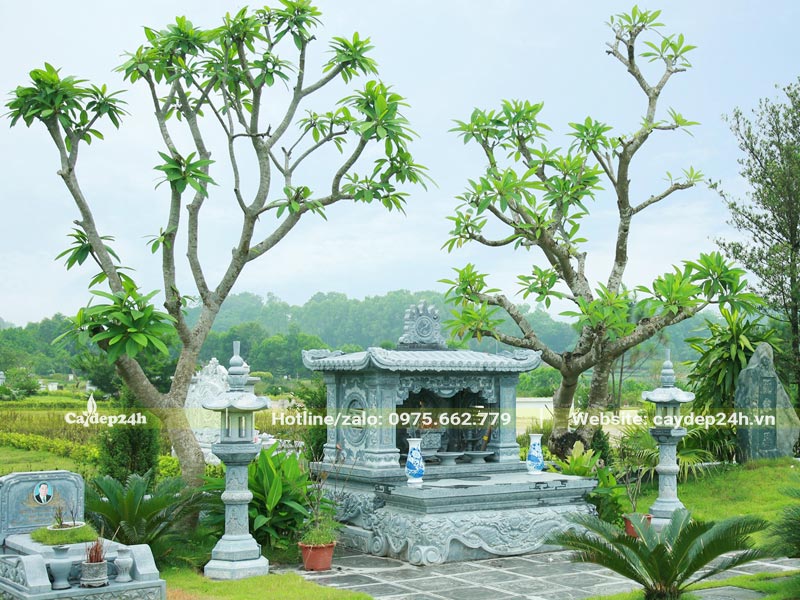Cây hoa Đại lâu năm trồng khu lăng mộ