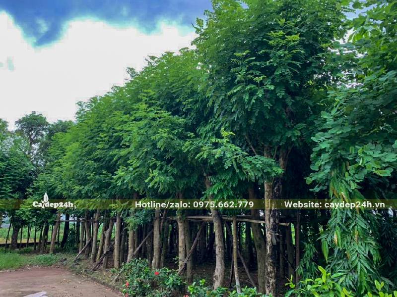 Vườn dâm ủ hàng trăm cây Đỗ Mai công trình đk gốc từ 15cm trở lên