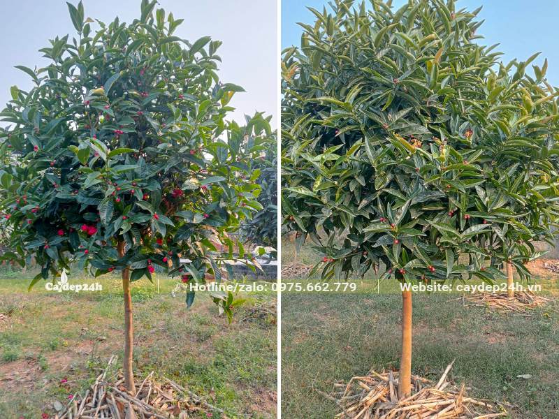 Cây cao 2m, tán tỉa tròn, đường kính gốc 3 - 4cm