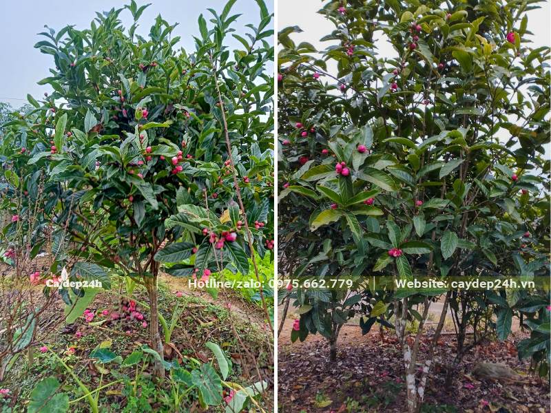 Hải Đường đỏ đang ra rất nhiều nụ hoa