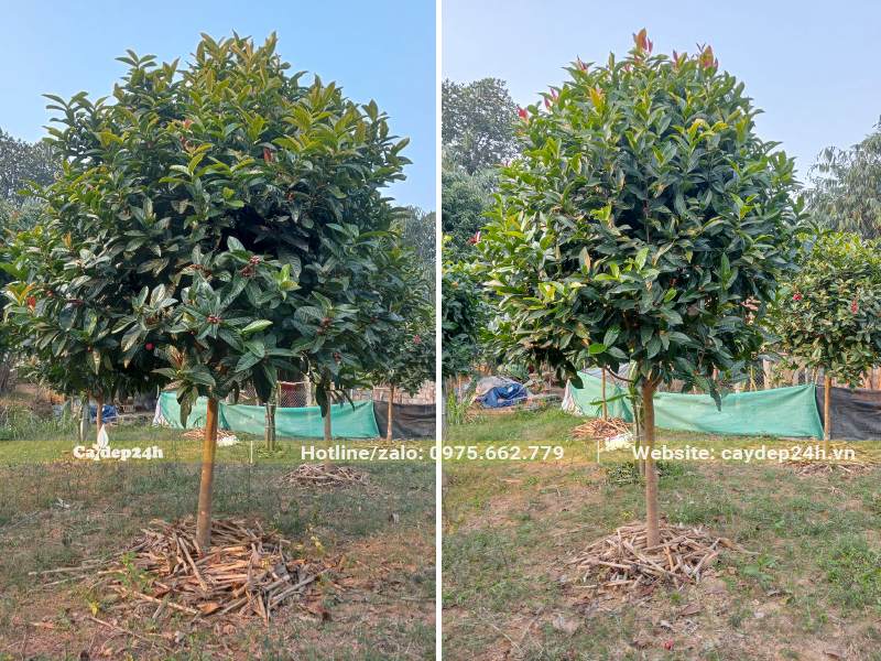 Dâm ủ cây hoa Hải Đường cao 3m, đường kính gốc 5 - 7cm