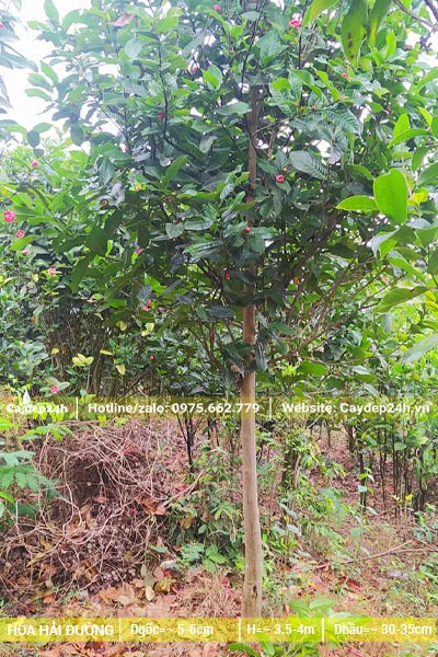 Hải Đường cao 3m, đường kính gốc 5cm