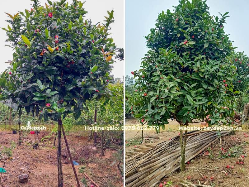 Hải Đường công trình cao 2,5 - 3m đường kính tán 1 - 1,5m