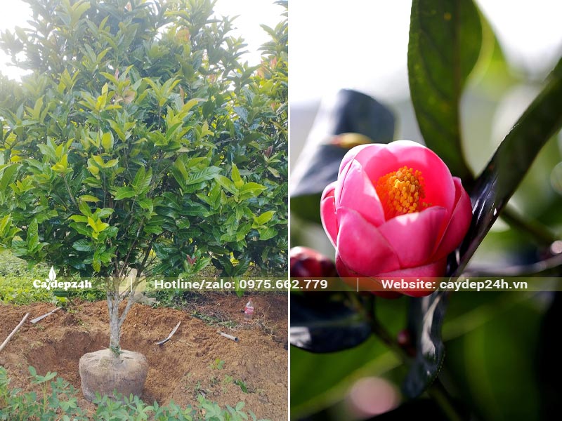 Cây Hải Đường Hoa đỏ đường kính gốc 4 - 5cm, hàng bứng thẳng tại vườn