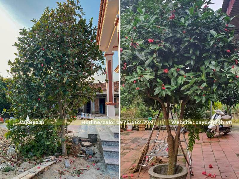 Cây Hải Đường hoa đỏ trồng trước nhà thu hút tài vận, may mắn