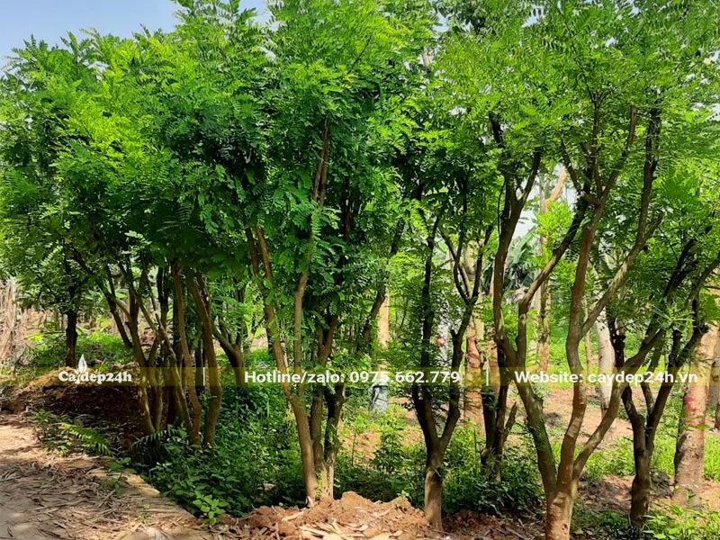 Hàng cây Hòe cao 3m, đường kính gốc từ 8 - 12cm