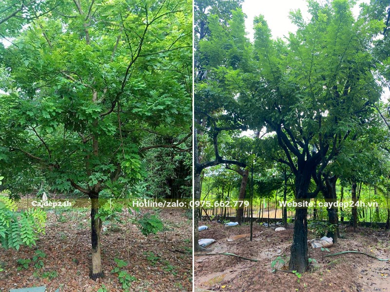 Cây Hòe hoa lâu năm, cành tán chưa tỉa, đường kính gốc 15 - 20cm