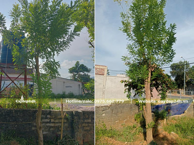 Dâm ủ cây hoa Hòe cao gần 5m, tay cành tỉa gọn đang ra chồi lá mới