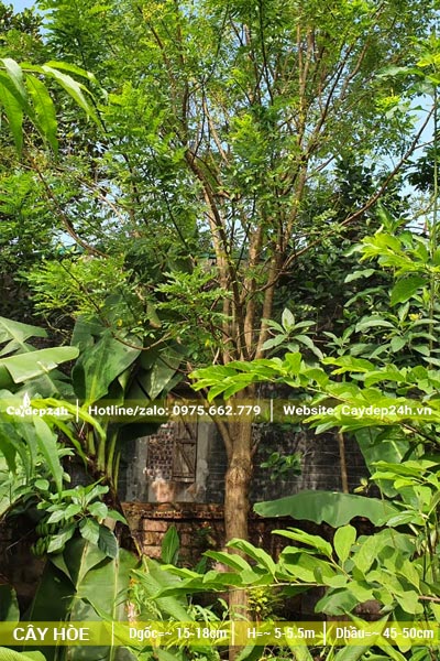Cây hoa Hòe trồng trong góc vườn nhà