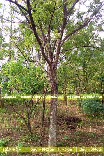 Vườn trồng cây Hòe lâu năm, đường kính thân khoảng 15cm đo cách gốc 1m