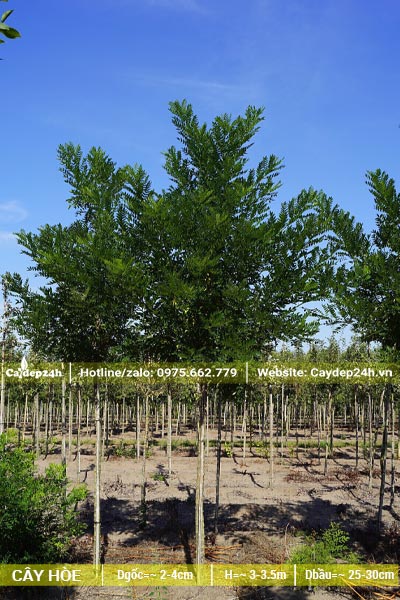 Vườn trồng cây Hòe công trình đường kính 2 - 4cm