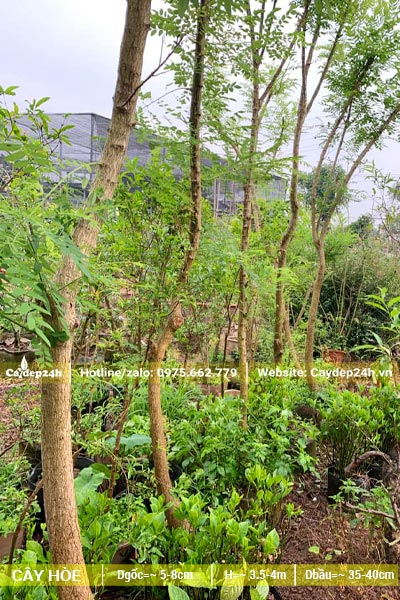 Hàng cây Hòe công trình đã tỉa tay cành