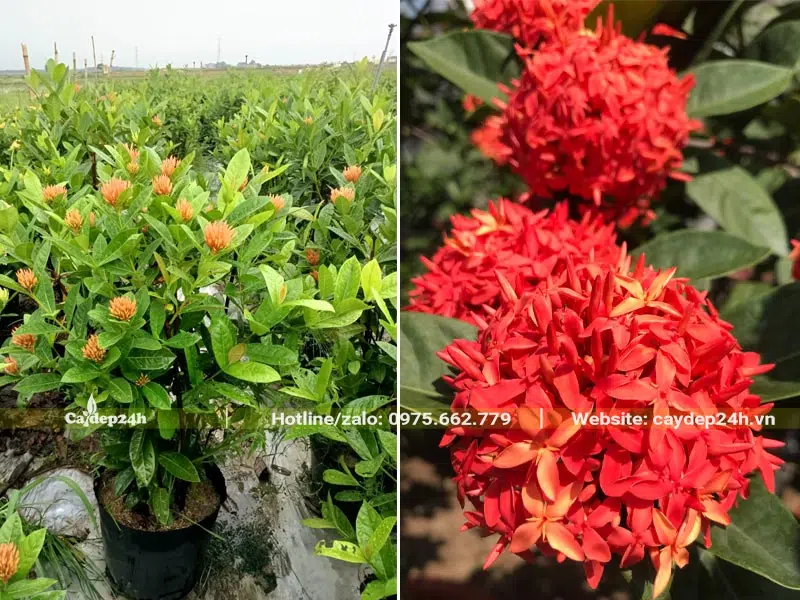 Cây Mẫu Đơn trồng mộ chiều cao khoảng 50 - 60cm