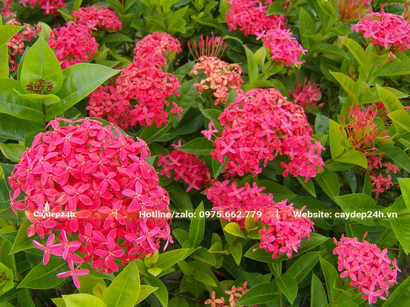 Cây Mẫu Đơn đỏ đang nở rộ hoa