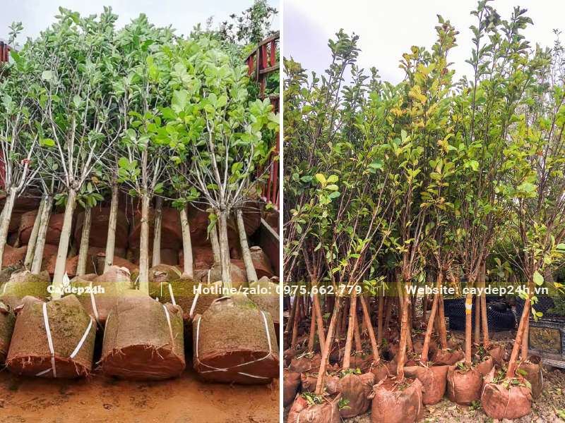 Cây trồng sẵn trong bầu và được nuôi dưỡng tại nhà vườn nhiều năm