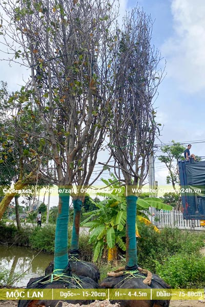 3 cây hoa Mộc Lan cổ thụ chiều cao khoảng 5m, đk gốc 15cm
