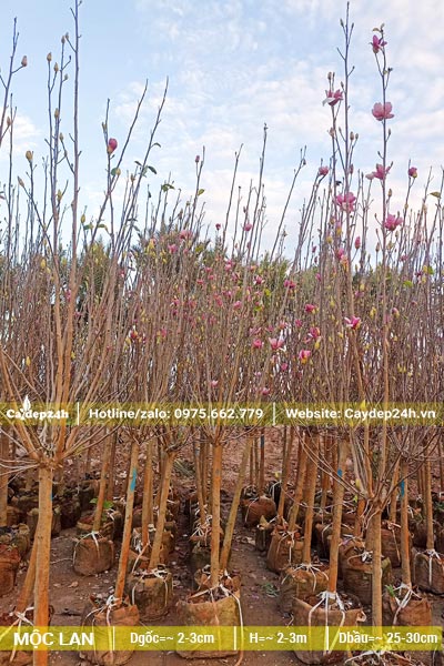 Mộc Lan trồng trong bầu nhỏ, đường kính gốc khoảng 2 - 3cm