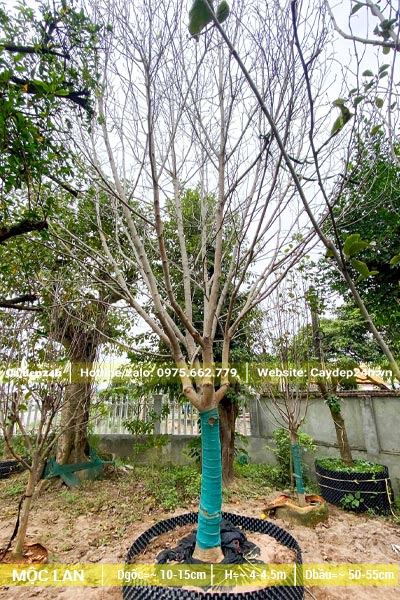 Mộc Lan đk gốc 10cm, mới dâm ủ, thân chính được cuốn nilon