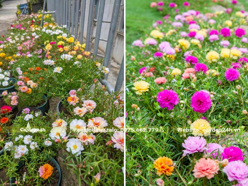 Hàng cây hoa Mười Giờ đang nở rộ, đủ các màu sắc hồng, tím, vàng, cam, đỏ