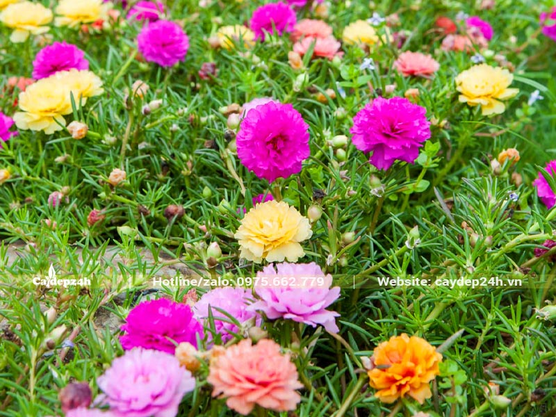 Thảm hoa Mười Giờ trồng ở mộ có hoa màu tím, màu hồng, cam và trắng