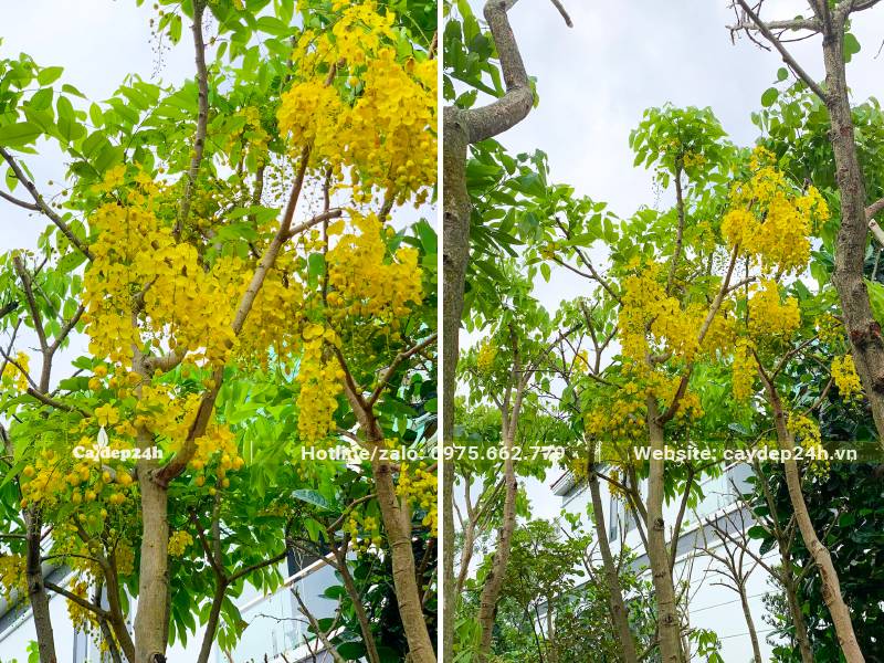 Vườn cây Muồng Hoàng Yến dâm ủ đang ra hoa