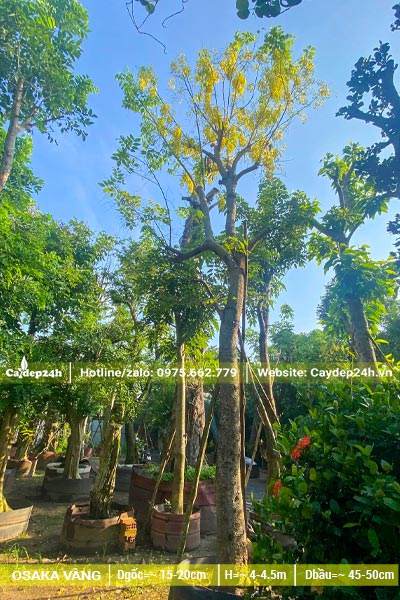 Dâm ủ cây Osaka vàng trong bầu nổi, cây cao đẹp, đường kính gốc 18cm