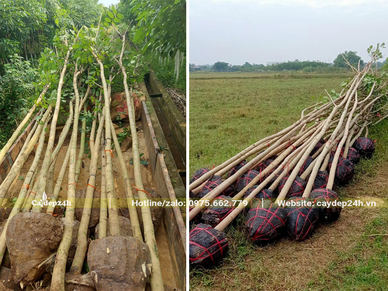 Muồng Hoàng Yến công trình thẳng đẹp, chiều cao khoảng 4m