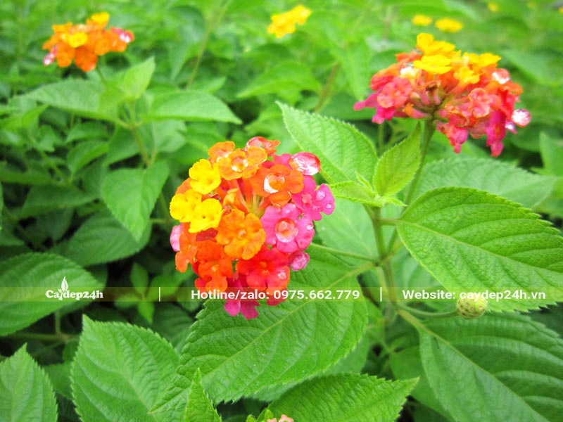 Chùm hoa Ngũ Sắc nổi bật với màu cam, vàng, đỏ, tím