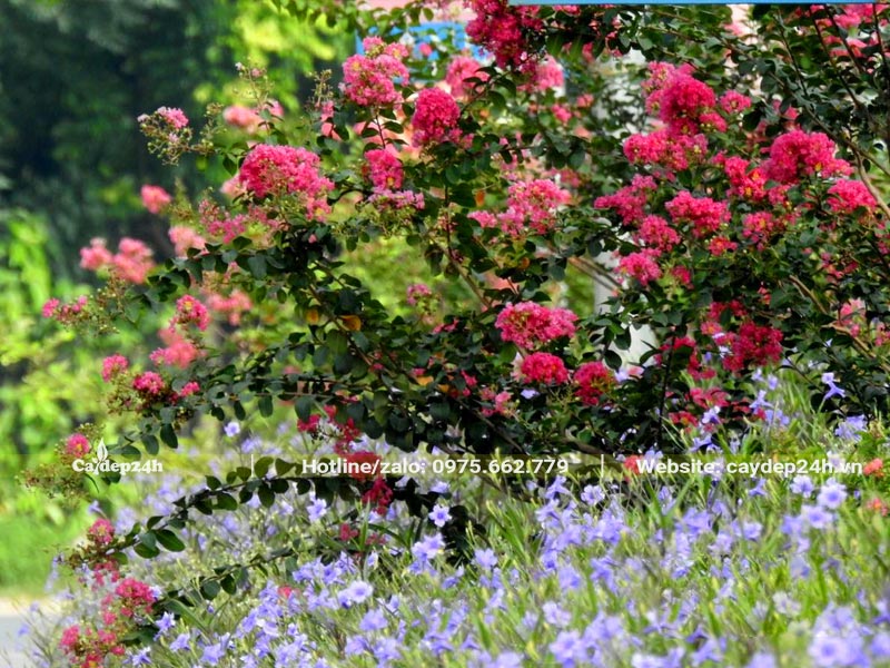 Cây hoa Tường Vi đang nở rộ, tô điểm cho không gian sân trường thêm sống động