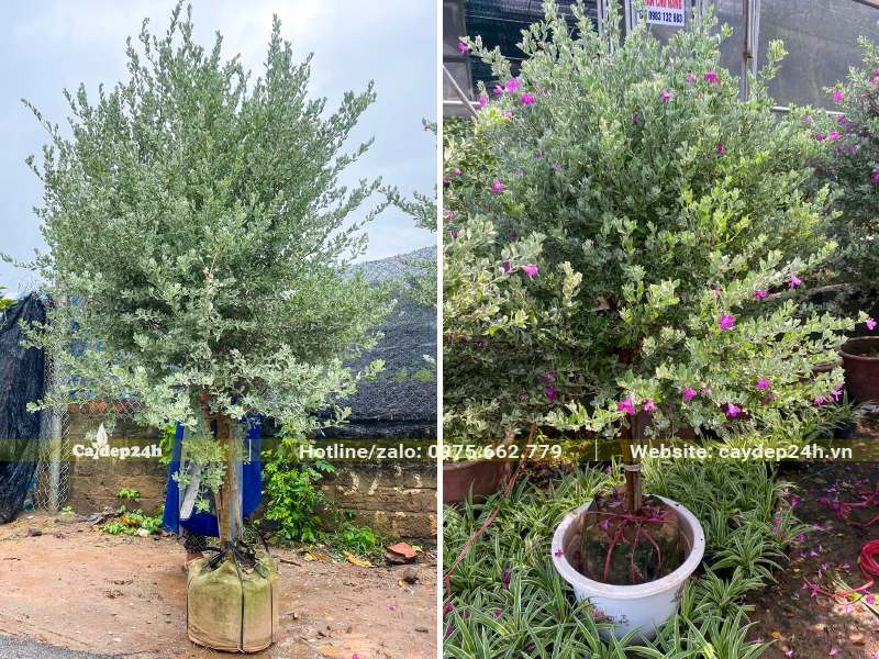 Tuyết Sơn Phi Hồng đk gốc 5cm và 2cm