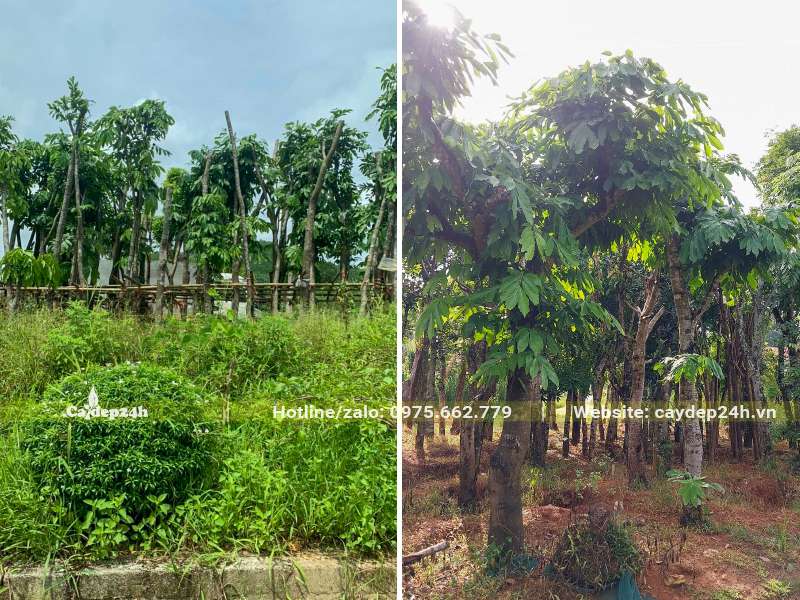 Vườn dâm ủ cây Vàng Anh lâu năm chiều cao trên 4m, đã tỉa tay cành
