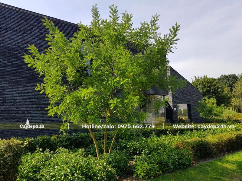 Trồng cây hoa Hòe trước nhà biệt thự
