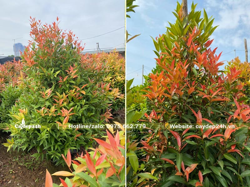Cây Hồng Lộc dáng hình tháp đang ra đọt non màu đỏ nâu siêu đẹp