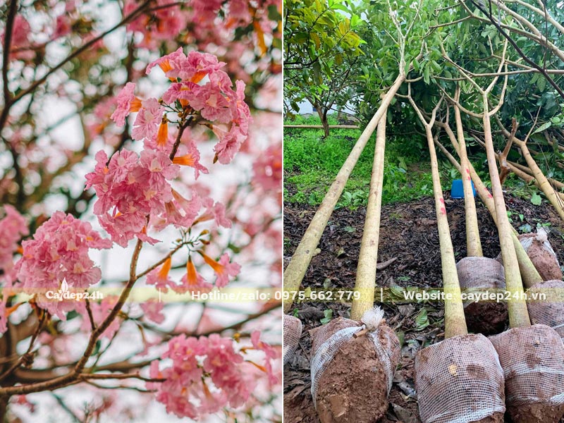 Mua cây Kèn Hồng đường kính gốc 10cm, thân thẳng táp, tán lá đẹp