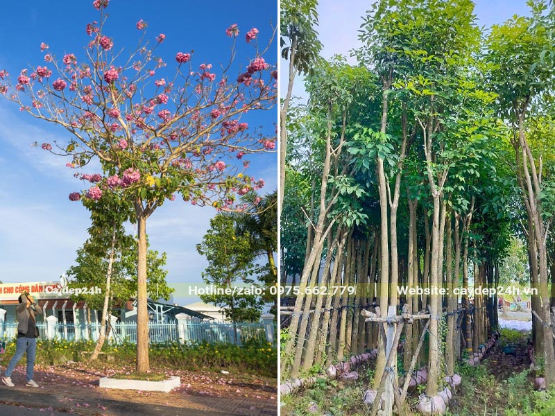 Dâm ủ số lượng cây Kèn Hồng đường kính gốc 8 - 12cm