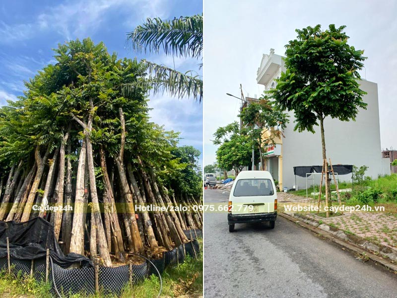Vườn dâm ủ cây Lát Hoa lâu năm, thi công trồng cây trên vỉa hè rộng 1,5m
