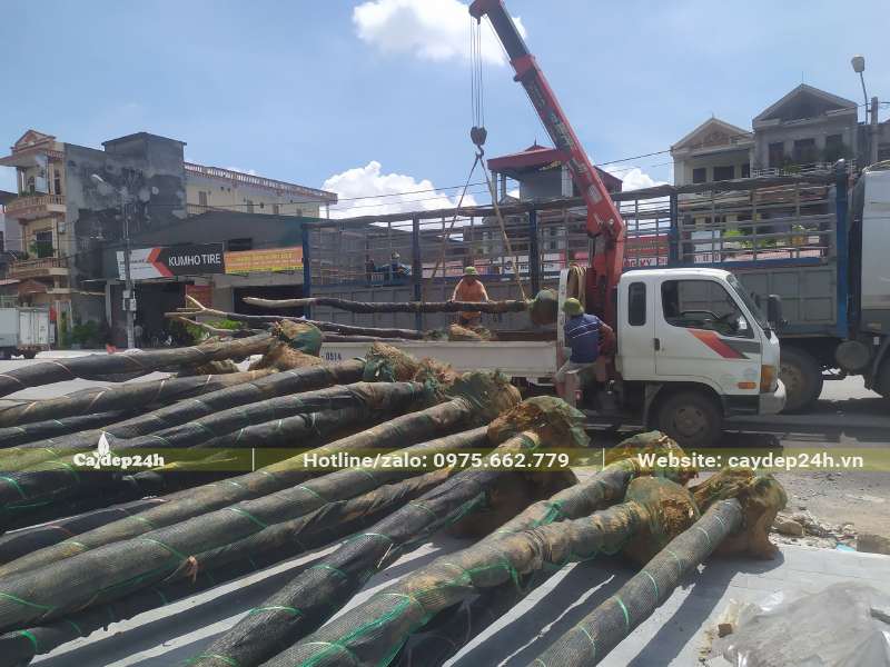 Hàng chục cây Lim Xẹt đường kính gốc 20cm trở lên được tập kết tại nơi trồng