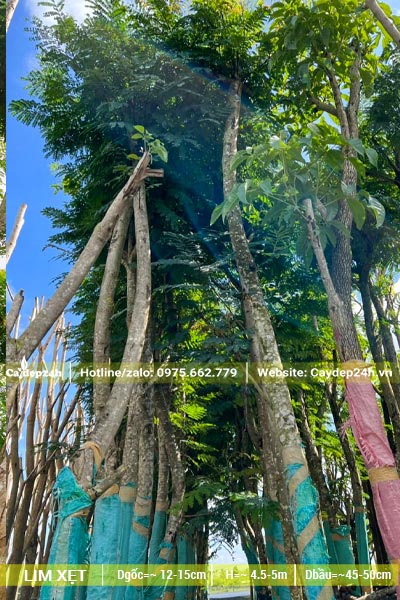 Tay cành được tỉa trước khi dâm ủ đang ra lá và tán mới