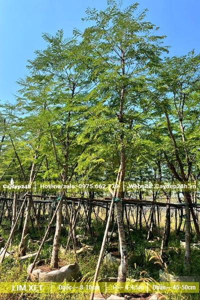 Vườn dâm ủ cây Lim Xẹt trong bầu nổi, đường kính gốc khoảng 10cm