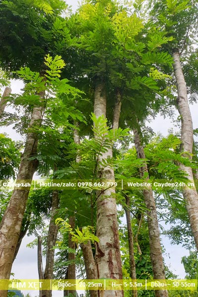 Lim Xẹt dâm ủ cao, thẳng, đường kính gốc hơn 20cm