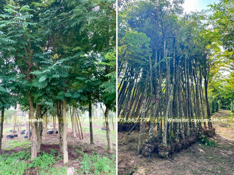 Lim Xẹt công trình đường kính gốc 10cm