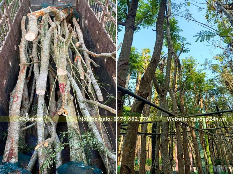 Cây Lim Xẹt cao 4 - 5m đã dâm ủ nhiều năm