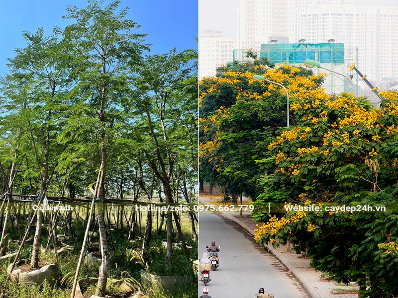 Vườn cây Lim Xẹt đã dâm ủ kỹ đường kính gốc 7 - 10cm