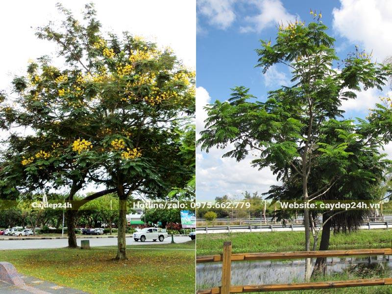 Những hàng cây Lim Xẹt trồng hai bên đường phố