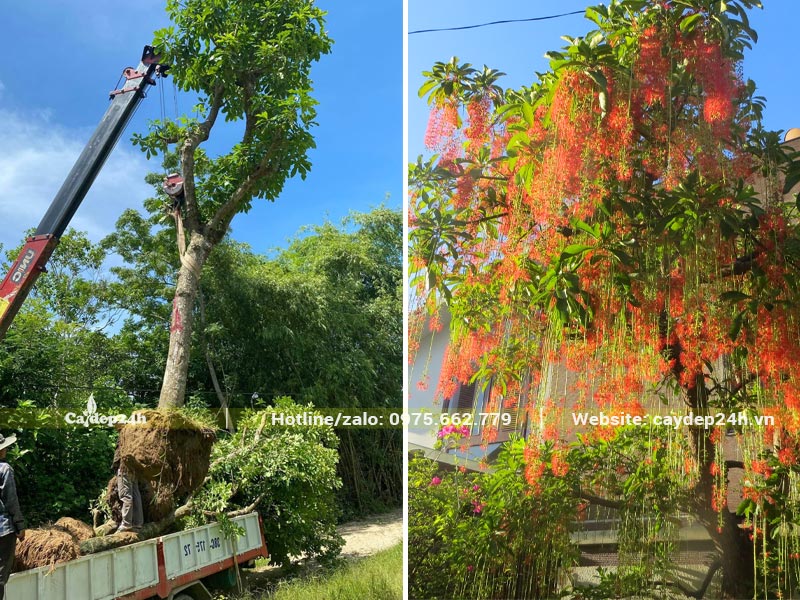 Cẩu cây Lộc Vừng đưa lên xe để vận chuyển, trồng cho khu nhà máy ở Hà Nội