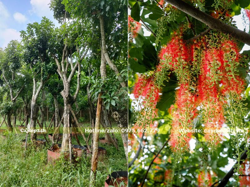 Mua cây hoa Lộc Vừng cổ thụ trồng cho trường học