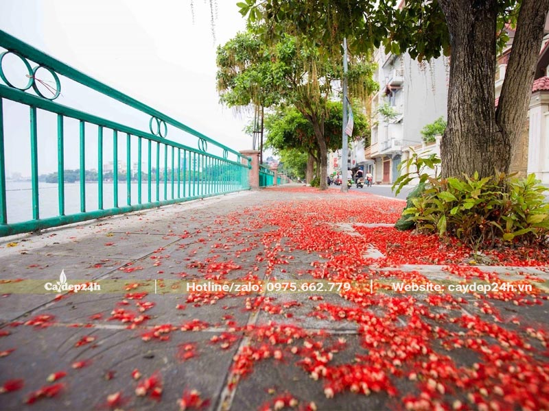 Hàng cây Lộc Vừng trồng vỉa hè đường phố ở Hồ Tây - Hà Nội
