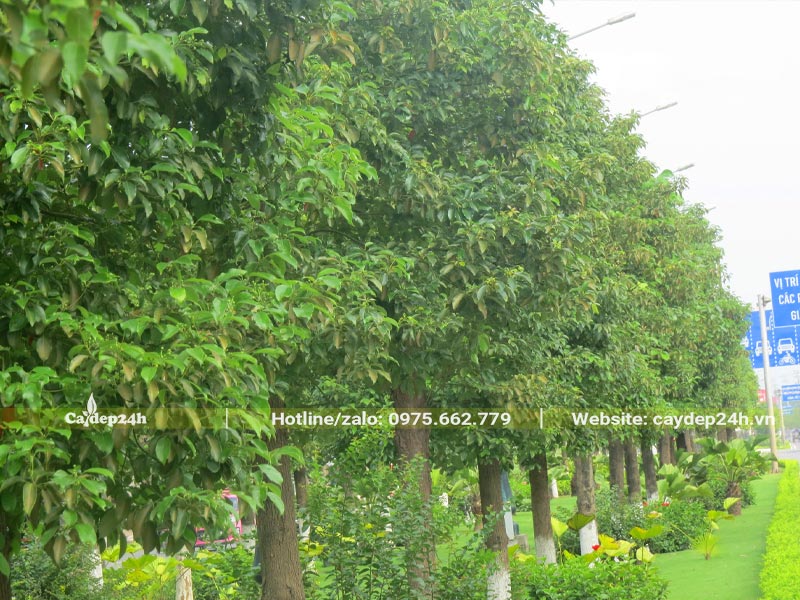 Cây Long Não cổ thụ xanh tươi đường kính gốc trên 20cm