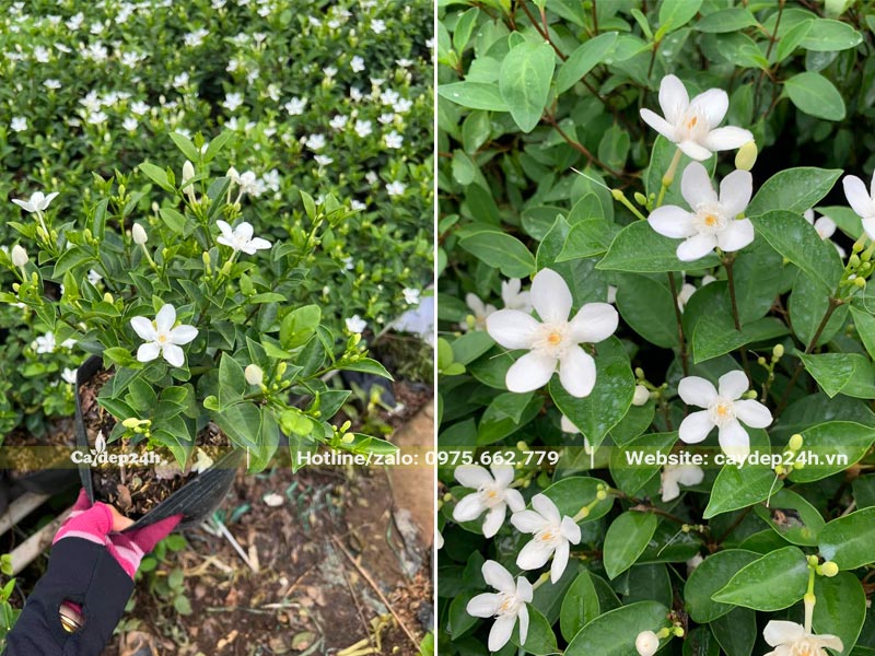 Mua cây Mai Chỉ Thiên tại vườn, chiều cao khoảng 40cm đang sẵn hoa
